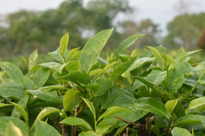 Close-up of lush tea leaves with raindrops in Sreemangal, Bangladesh's Sylhet Division